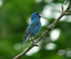 Indigo Bunting 